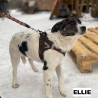 Ellie se trouve dans un  refuge en ukraine #2