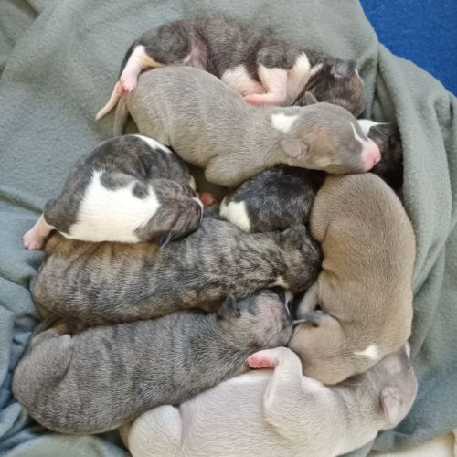 Chiots lévriers whippets à réserver #1