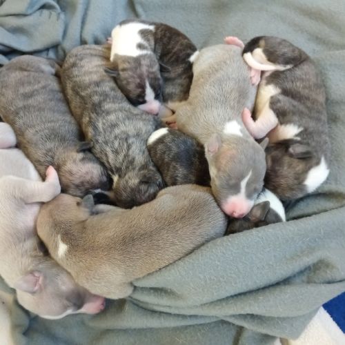 Chiots lévriers whippets à réserver #0