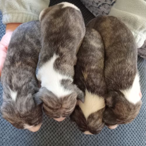 Chiots lévriers whippets à réserver #4