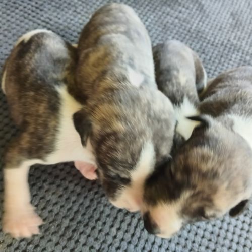 Chiots lévriers whippets à réserver #5