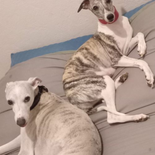 Chiots lévriers whippets à réserver #6