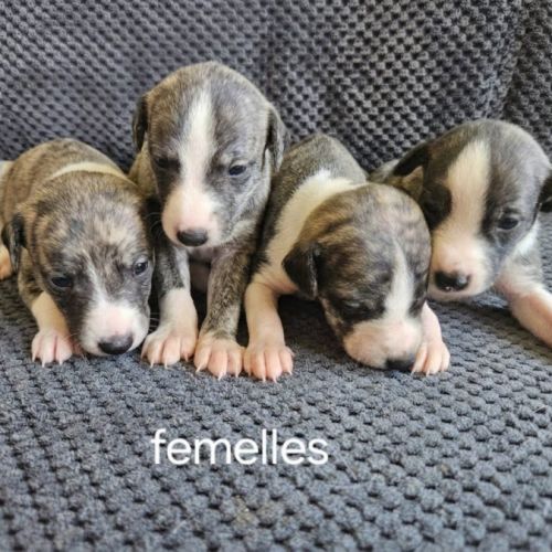 Chiots lévriers whippets à réserver #7