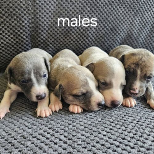 Chiots lévriers whippets à réserver #8