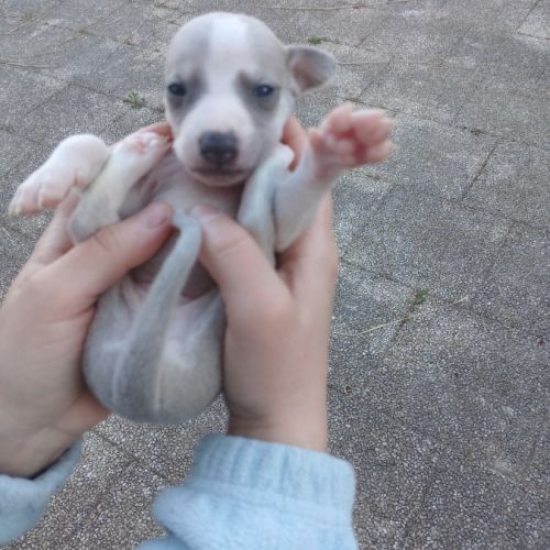 Chiots lévriers whippets à réserver #9
