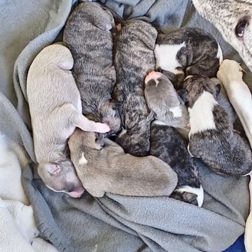 Chiots lévriers whippets à réserver #9