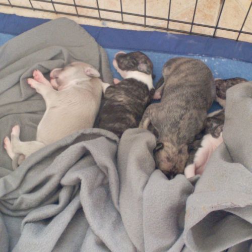 Chiots lévriers whippets à réserver #10