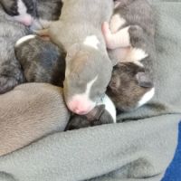 Chiots lévriers whippets à réserver #2