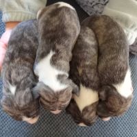 Chiots lévriers whippets à réserver #4