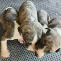 Chiots lévriers whippets à réserver #5