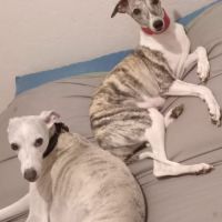 Chiots lévriers whippets à réserver #6