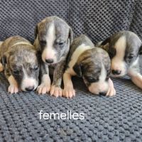 Chiots lévriers whippets à réserver #7