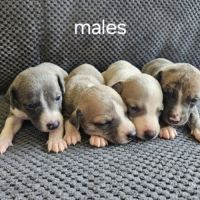 Chiots lévriers whippets à réserver #8