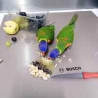 Loriquet arc en ceil #0