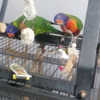 Loriquet arc en ceil #2