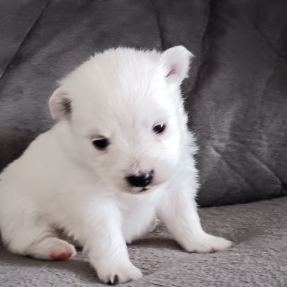 Chiot spitz