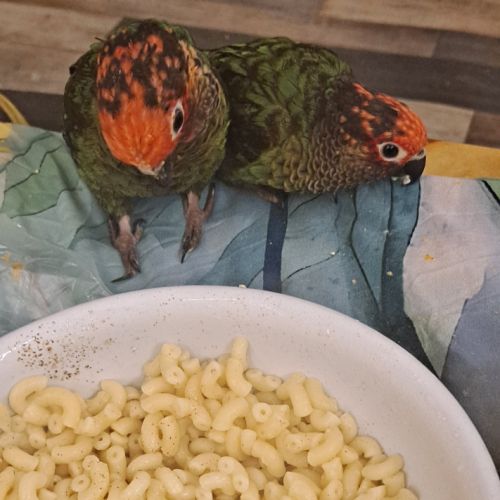 Couple de conure roseifron eam #4