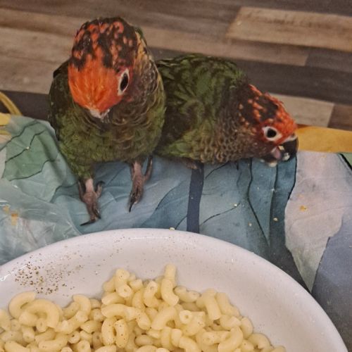 Couple de conure roseifron eam #5
