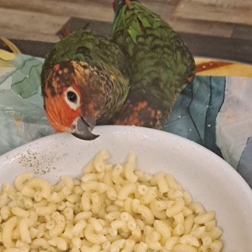 Couple de conure roseifron eam