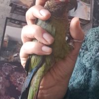 Couple de conure roseifron eam #1