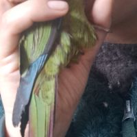 Couple de conure roseifron eam #2