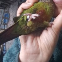Couple de conure roseifron eam #3
