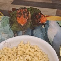 Couple de conure roseifron eam #7