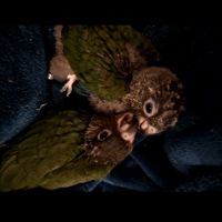 Couple de conure roseifron eam #8