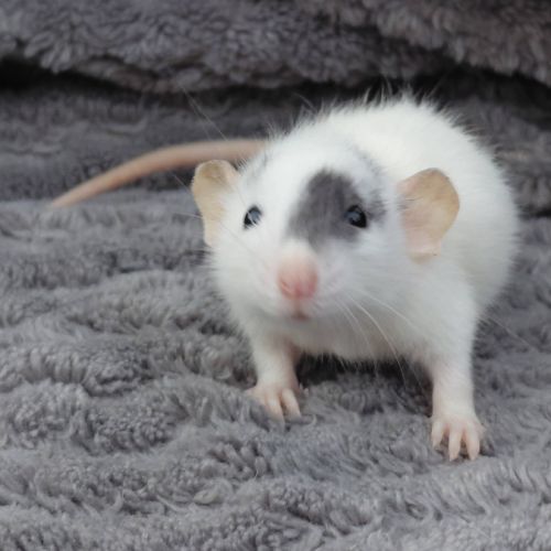 Bébés femelles ratons dumbos