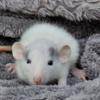 Bébés femelles ratons dumbos #2