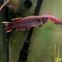 Killi fundulopanchax nigerianus