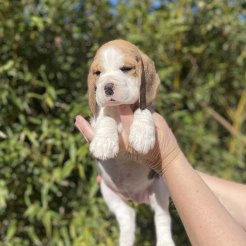 Chiots beagle #0