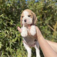 Chiots beagle