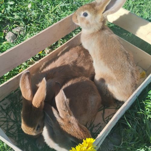 Lapins à vendre (12 lapins) #2