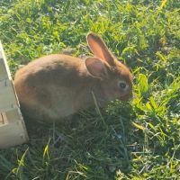 Lapins à vendre (12 lapins) #0