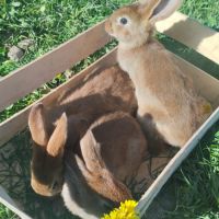 Lapins à vendre (12 lapins) #2