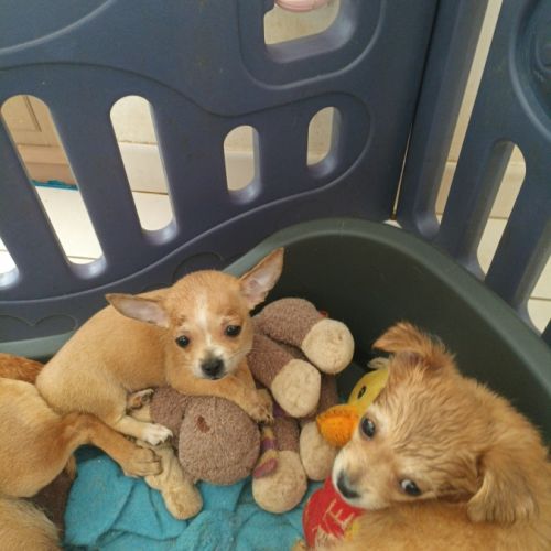 Chihuahua vendre #3