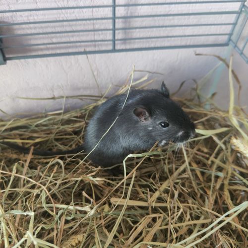 Jeunes gerbilles urgence de don #1