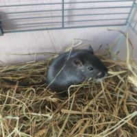 Jeunes gerbilles urgence de don #1