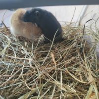 Jeunes gerbilles urgence de don #2