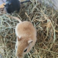 Jeunes gerbilles urgence de don #0