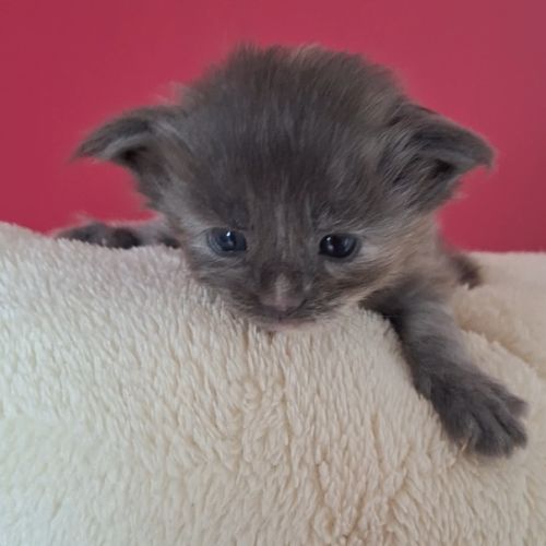 Chaton maine coon loof #2