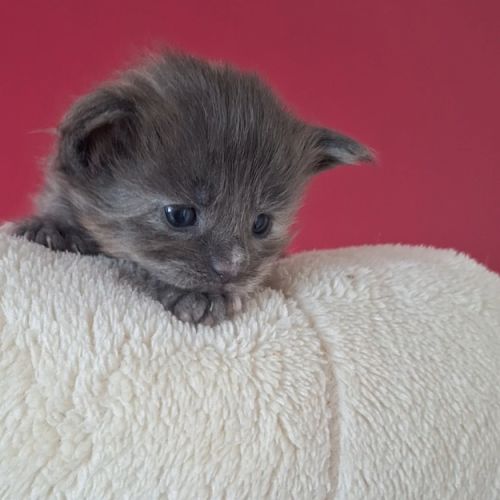 Chaton maine coon loof