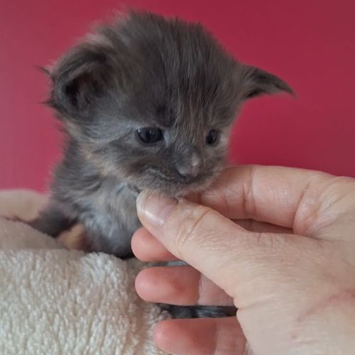 Chaton maine coon loof #4