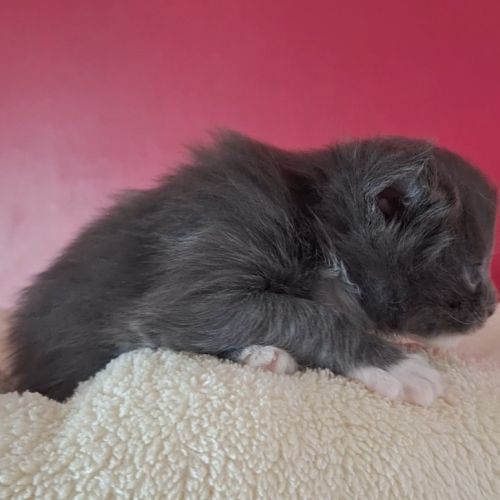 Chaton maine coon loof #7