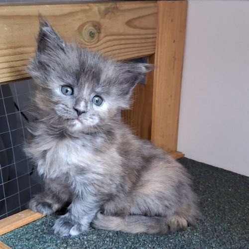 Chaton maine coon loof