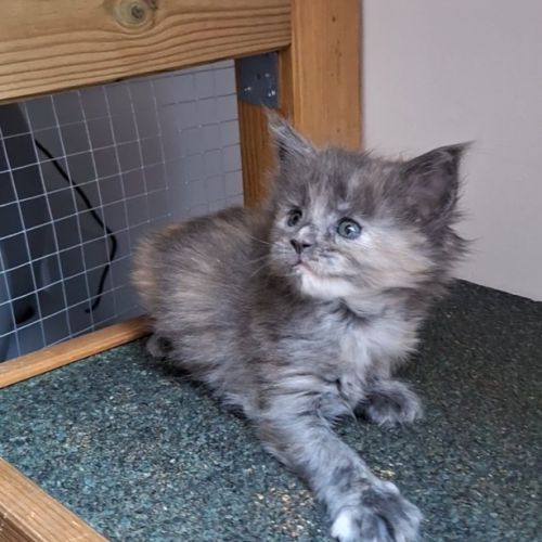 Chaton maine coon loof #2