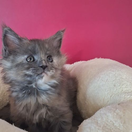 Chaton maine coon loof #3