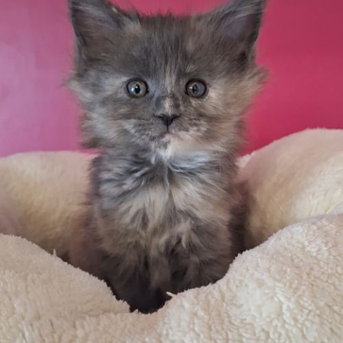 Chaton maine coon loof #5