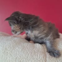 Chaton maine coon loof #1